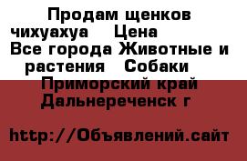 Продам щенков чихуахуа  › Цена ­ 10 000 - Все города Животные и растения » Собаки   . Приморский край,Дальнереченск г.